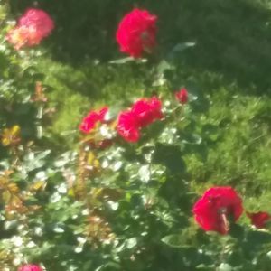 Meet your Posher, Adam